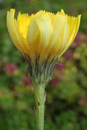 Crepis jacquinii \ Jacquins Pippau, A Felbertal, Hintersee 4.7.2025
