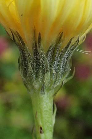 Crepis jacquinii \ Jacquins Pippau, A Felbertal, Hintersee 4.7.2025