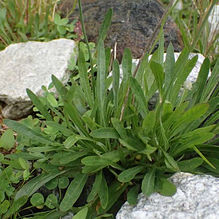 Crepis jacquinii \ Jacquins Pippau, A Felbertal, Hintersee 4.7.2025