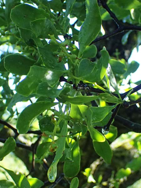 Loranthus europaeus \ Europ&auml;ische Riemenblume, Eichen-Mistel / Yellow-Berried Mistletoe, A Bisamberg 13.6.2026