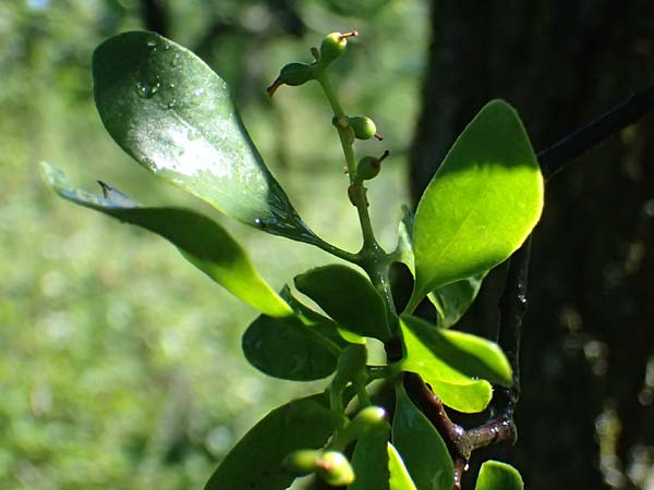 Loranthus europaeus \ Europ&auml;ische Riemenblume, Eichen-Mistel / Yellow-Berried Mistletoe, A Bisamberg 13.6.2026