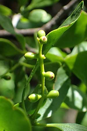 Loranthus europaeus \ Europ&auml;ische Riemenblume, Eichen-Mistel / Yellow-Berried Mistletoe, A Bisamberg 13.6.2026