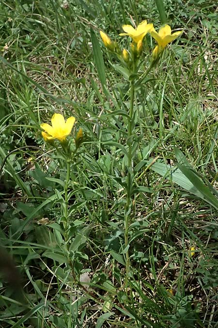 Linum flavum \ Gelber Lein / Yellow Flax, A Perchtoldsdorf 14.6.2026