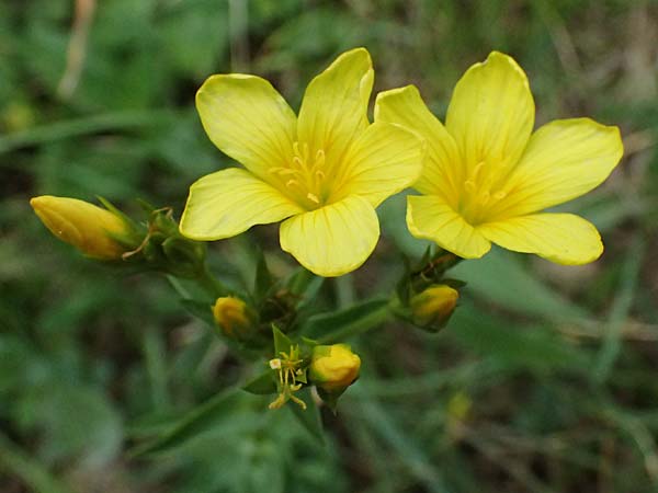 Linum flavum \ Gelber Lein / Yellow Flax, A Perchtoldsdorf 14.6.2026