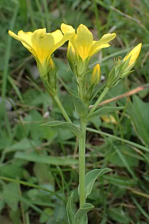 Linum flavum \ Gelber Lein / Yellow Flax, A Perchtoldsdorf 14.6.2026