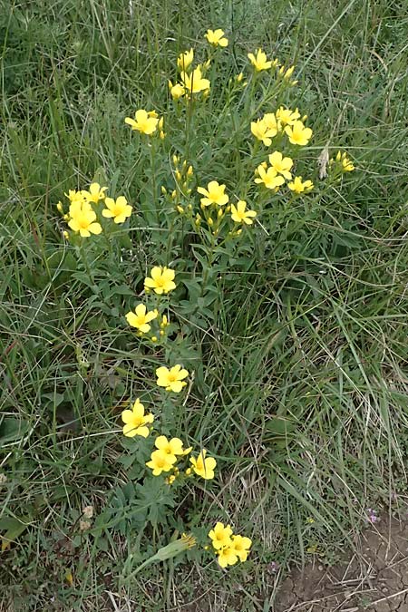 Linum flavum \ Gelber Lein / Yellow Flax, A Perchtoldsdorf 14.6.2026