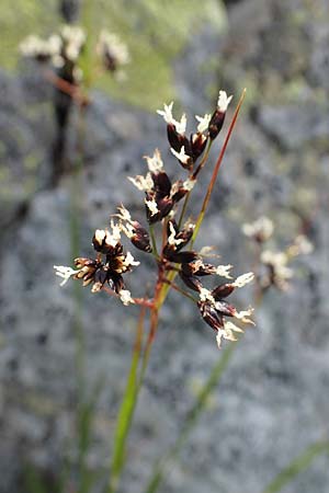 Luzula glabrata \ Kahle Hainsimse / Smooth Wood-Rush, A Wölzer Tauern, Kleiner Zinken 24.7.2021