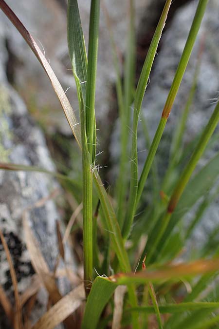 Luzula glabrata \ Kahle Hainsimse / Smooth Wood-Rush, A Wölzer Tauern, Kleiner Zinken 24.7.2021