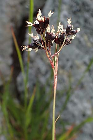 Luzula glabrata \ Kahle Hainsimse / Smooth Wood-Rush, A Wölzer Tauern, Kleiner Zinken 24.7.2021