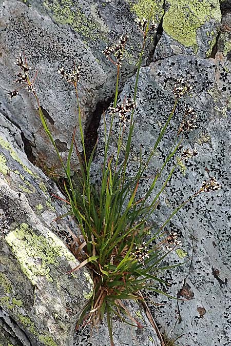 Luzula glabrata \ Kahle Hainsimse / Smooth Wood-Rush, A Wölzer Tauern, Kleiner Zinken 24.7.2021