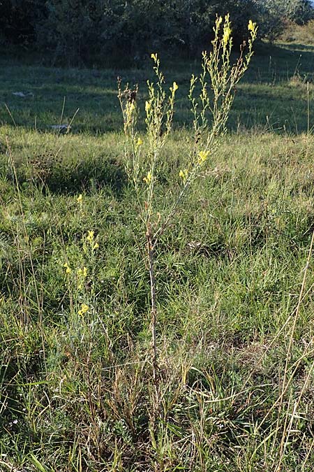 Linaria genistifolia \ Ginsterblttriges Leinkraut / Broomleaf Toadflax, A Seewinkel, Podersdorf 22.9.2022