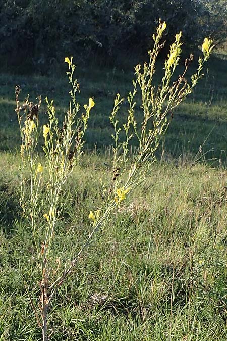 Linaria genistifolia \ Ginsterblttriges Leinkraut / Broomleaf Toadflax, A Seewinkel, Podersdorf 22.9.2022
