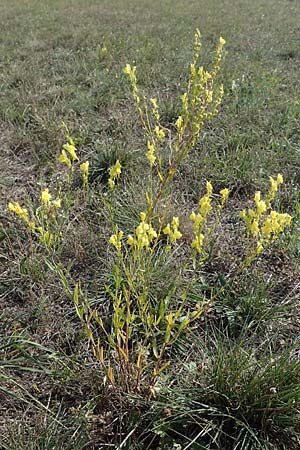 Linaria genistifolia \ Ginsterblttriges Leinkraut / Broomleaf Toadflax, A Siegendorf 24.9.2022