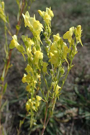Linaria genistifolia \ Ginsterblttriges Leinkraut / Broomleaf Toadflax, A Siegendorf 24.9.2022