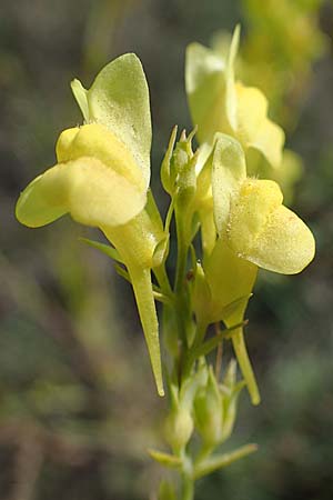Linaria genistifolia \ Ginsterblttriges Leinkraut / Broomleaf Toadflax, A Siegendorf 24.9.2022