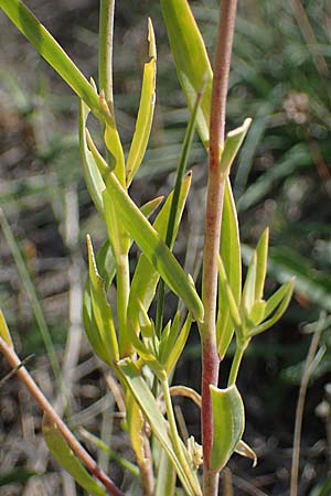 Linaria genistifolia \ Ginsterblttriges Leinkraut / Broomleaf Toadflax, A Siegendorf 24.9.2022