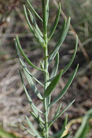 Linaria genistifolia \ Ginsterblttriges Leinkraut / Broomleaf Toadflax, A Siegendorf 24.9.2022