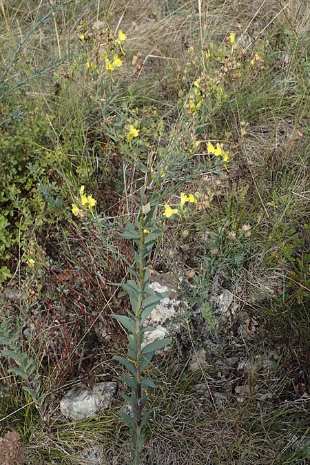 Linaria genistifolia \ Ginsterblttriges Leinkraut / Broomleaf Toadflax, A Breitenbrunn 24.9.2022