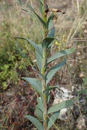 Linaria genistifolia \ Ginsterblttriges Leinkraut / Broomleaf Toadflax, A Breitenbrunn 24.9.2022