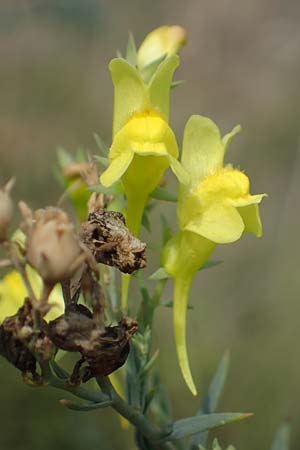 Linaria genistifolia \ Ginsterblttriges Leinkraut / Broomleaf Toadflax, A Breitenbrunn 24.9.2022