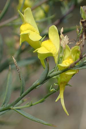 Linaria genistifolia \ Ginsterblttriges Leinkraut / Broomleaf Toadflax, A Breitenbrunn 24.9.2022
