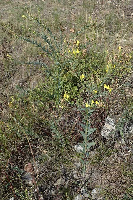 Linaria genistifolia \ Ginsterblttriges Leinkraut / Broomleaf Toadflax, A Breitenbrunn 24.9.2022