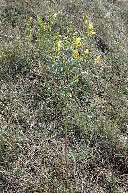 Linaria genistifolia \ Ginsterblttriges Leinkraut / Broomleaf Toadflax, A Breitenbrunn 24.9.2022