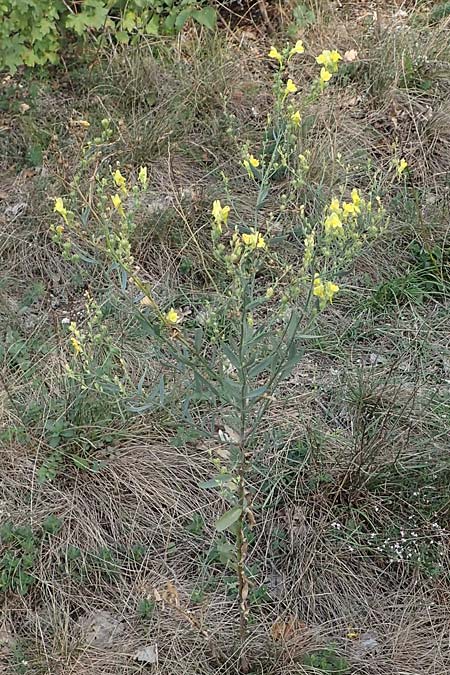 Linaria genistifolia \ Ginsterblttriges Leinkraut / Broomleaf Toadflax, A Breitenbrunn 24.9.2022