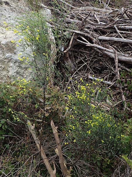 Linaria genistifolia \ Ginsterblttriges Leinkraut / Broomleaf Toadflax, A Breitenbrunn 24.9.2022