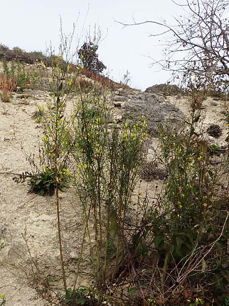 Linaria genistifolia \ Ginsterblttriges Leinkraut / Broomleaf Toadflax, A Breitenbrunn 24.9.2022