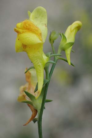 Linaria genistifolia \ Ginsterblttriges Leinkraut / Broomleaf Toadflax, A Breitenbrunn 24.9.2022