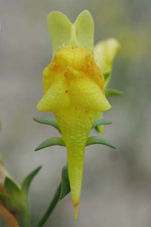 Linaria genistifolia \ Ginsterblttriges Leinkraut / Broomleaf Toadflax, A Breitenbrunn 24.9.2022