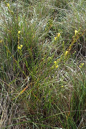Linaria genistifolia \ Ginsterblttriges Leinkraut / Broomleaf Toadflax, A Seewinkel, Podersdorf 28.9.2022