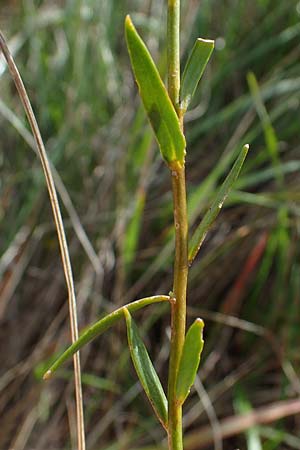 Linaria genistifolia \ Ginsterblttriges Leinkraut / Broomleaf Toadflax, A Seewinkel, Podersdorf 28.9.2022