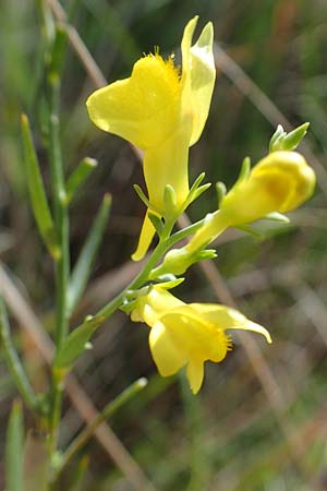 Linaria genistifolia \ Ginsterblttriges Leinkraut / Broomleaf Toadflax, A Seewinkel, Podersdorf 28.9.2022