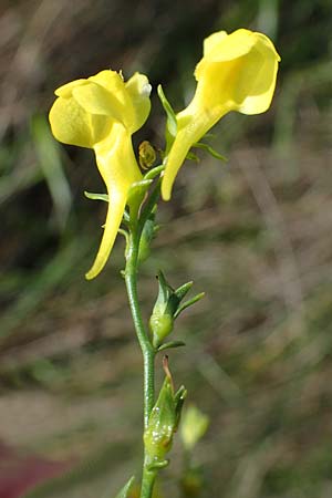 Linaria genistifolia \ Ginsterblttriges Leinkraut / Broomleaf Toadflax, A Seewinkel, Podersdorf 28.9.2022