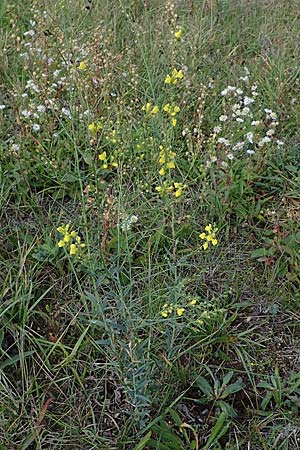 Linaria genistifolia \ Ginsterblttriges Leinkraut / Broomleaf Toadflax, A Gols 28.9.2022
