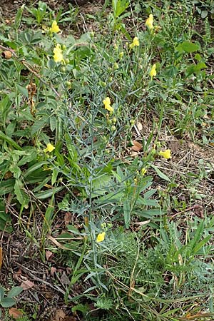 Linaria genistifolia \ Ginsterblttriges Leinkraut / Broomleaf Toadflax, A Gols 28.9.2022