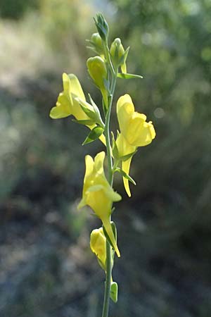 Linaria genistifolia \ Ginsterblttriges Leinkraut / Broomleaf Toadflax, A Bisamberg 12.8.2025