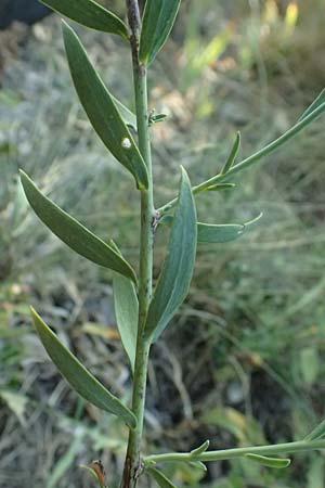 Linaria genistifolia \ Ginsterblttriges Leinkraut / Broomleaf Toadflax, A Bisamberg 12.8.2025