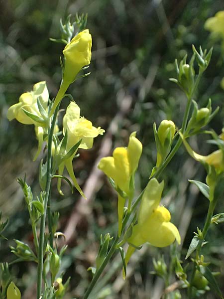 Linaria genistifolia \ Ginsterblttriges Leinkraut / Broomleaf Toadflax, A Neusiedl am See 13.8.2025