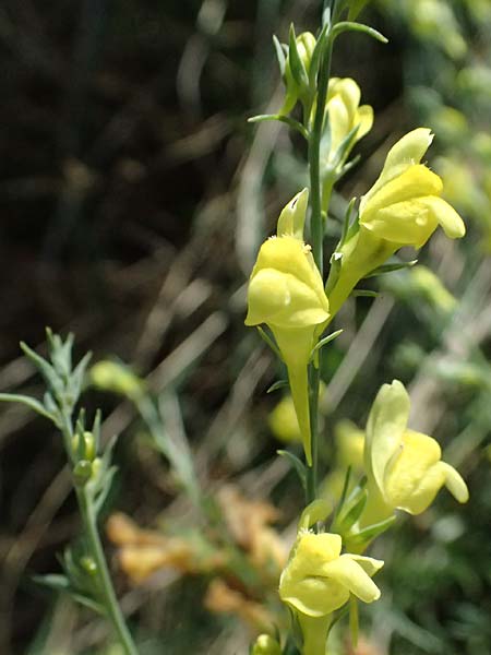 Linaria genistifolia \ Ginsterblttriges Leinkraut / Broomleaf Toadflax, A Neusiedl am See 13.8.2025
