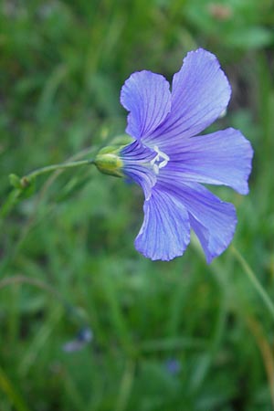 Linum alpinum \ Alpen-Lein / Mountain Flax, A Kärnten/Carinthia, Hochobir 1.7.2010