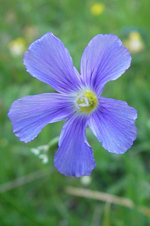 Linum alpinum \ Alpen-Lein / Mountain Flax, A Kärnten/Carinthia, Hochobir 1.7.2010