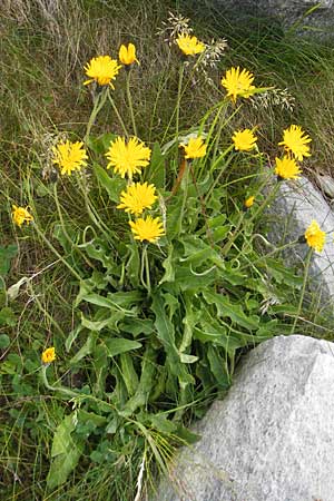 Leontodon hispidus \ Rauer Lwenzahn, Steifhaariges Milchkraut / Rough Hawkbit, A Malta - Tal / Valley 19.7.2010