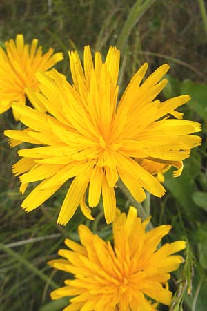 Leontodon hispidus \ Rauer Lwenzahn, Steifhaariges Milchkraut / Rough Hawkbit, A Malta - Tal / Valley 19.7.2010