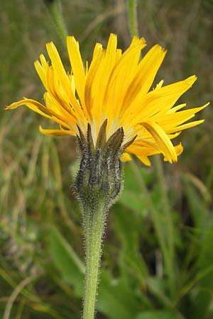 Leontodon hispidus \ Rauer Lwenzahn, Steifhaariges Milchkraut / Rough Hawkbit, A Malta - Tal / Valley 19.7.2010