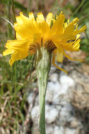 Scorzoneroides helvetica \ Schweizer Schuppenlwenzahn, A Osttirol, Porze 13.7.2019