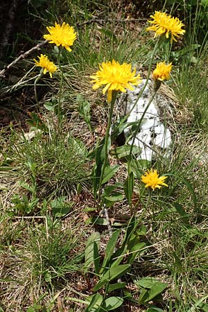 Scorzoneroides helvetica \ Schweizer Schuppenlwenzahn, A Osttirol, Porze 13.7.2019