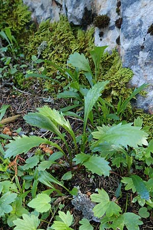 Leucanthemum atratum subsp. halleri \ Hallers Schwarzrand-Margerite, Hallers Schwarzrand-Wucherblume / Haller's Ox-Eye Daisy, A Schneealpe 30.6.2020
